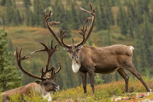 Rensdyr Denali National Park