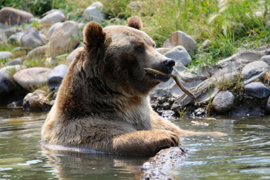 Legesyg Grizzly Bjørn