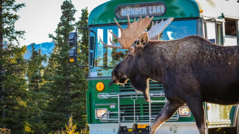 Elg i Denali National Park