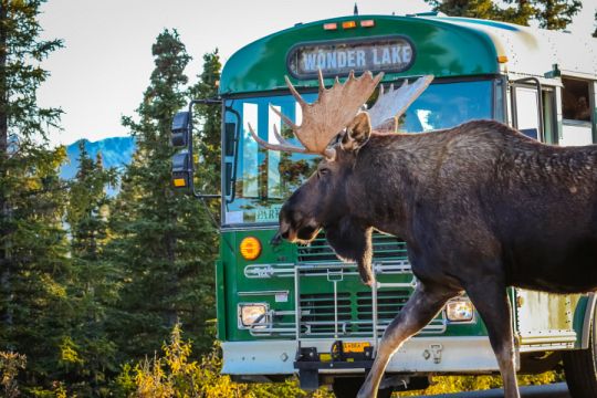 Elg i Denali National Park