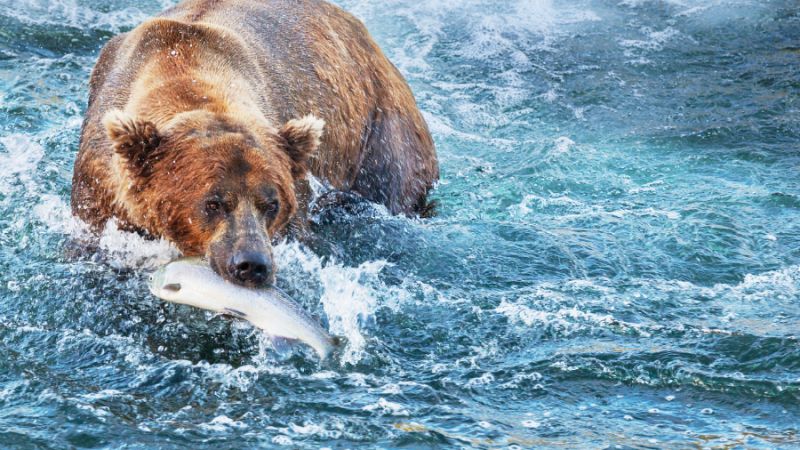 Grizzlybjørn