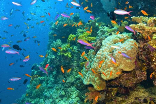 Great Barrier Reef