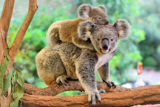 Koalas