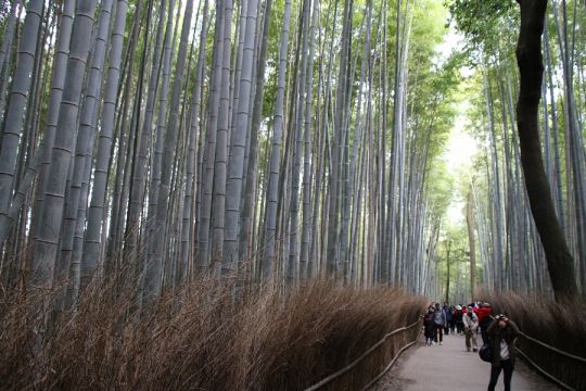 Bambus skov