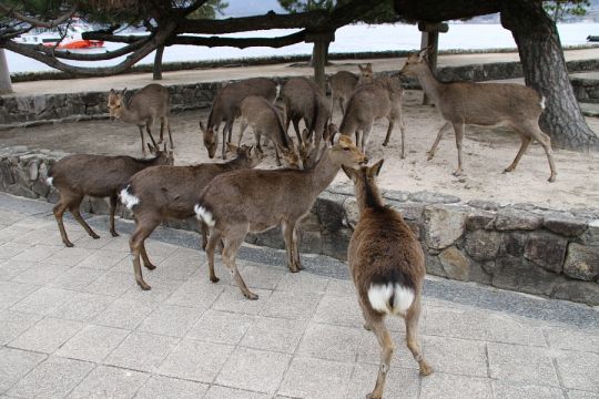 Hiroshima dyrepark