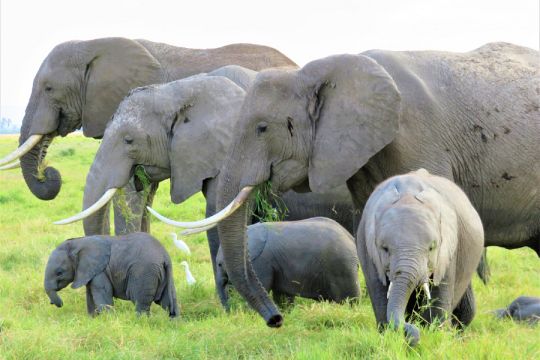 Elefant flok