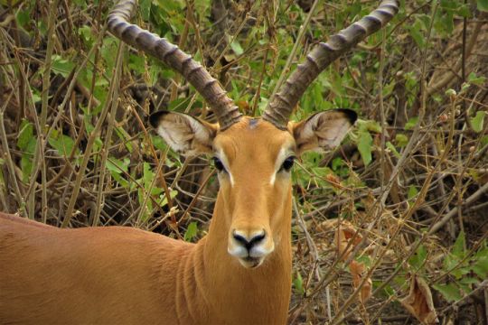 Gazelle