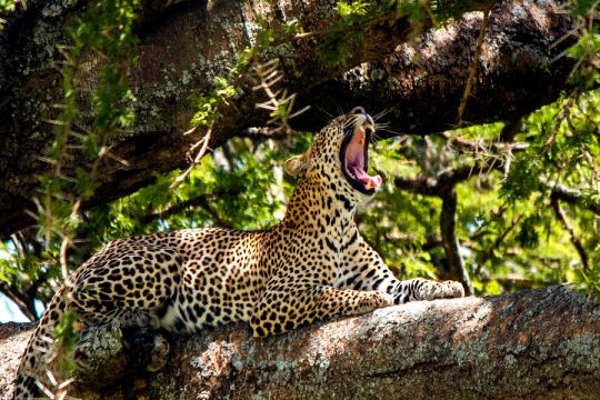 Leopard