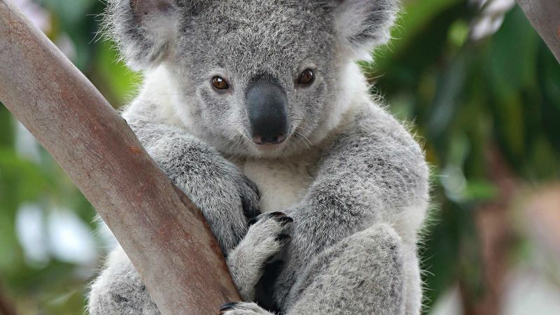 Koala