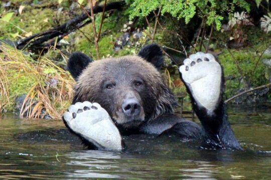 Farlig Canadisk Bjørn