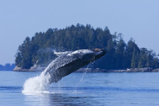 Tofino Whale Watching
