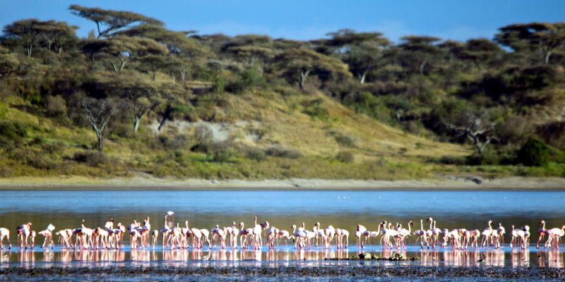 Lyserøde Flamingoer